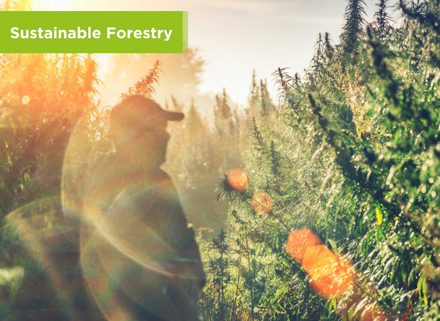 Sustainable Forestry 