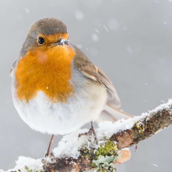UK Christmas traditions