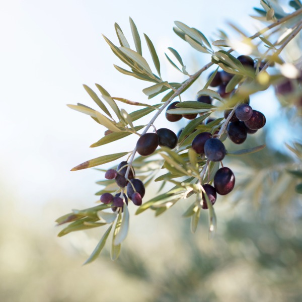 Symbolic gifts for New Year