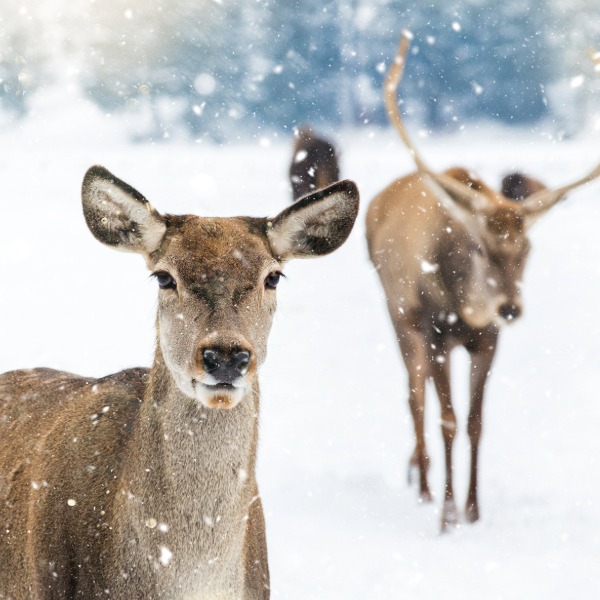 Scandinavia Christmas traditions