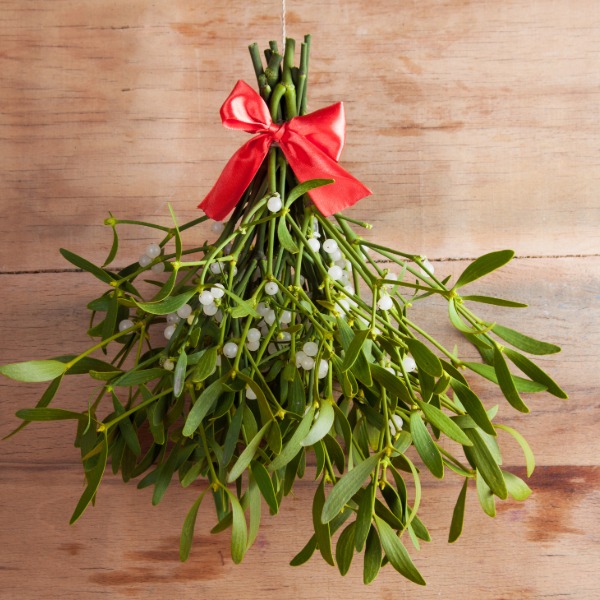 Green mistletoe with white berries, traditionally used as a Christmas decoration.
