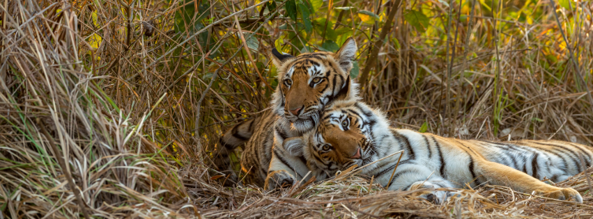 Tigers in the cotton fields in India.